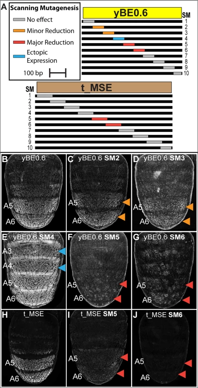 Scanning mutagenesis identifies CRE sequences required for <i>yellow</i> and <i>tan</i> expression.