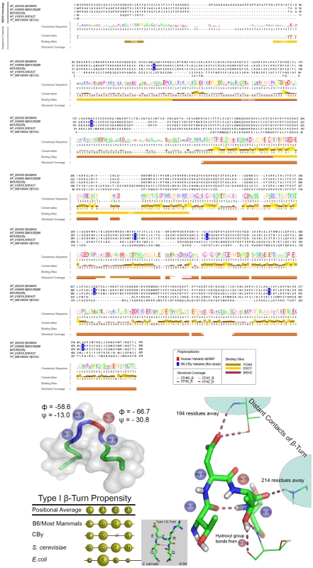 Structural and sequence analysis of MSH3.