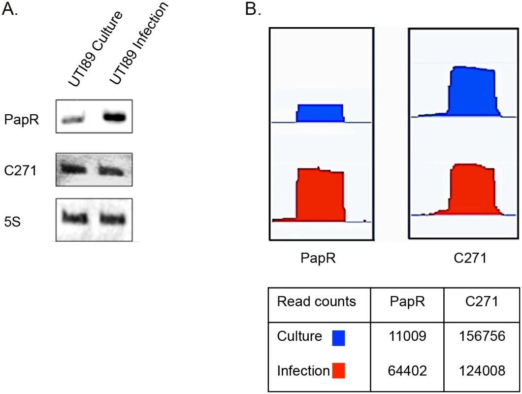 Novel sRNAs detected in UTI89.