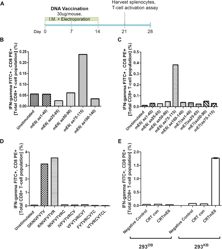 Intracellular cytokine staining with flow cytometry analysis reveals immunodominant CD8+ T cell epitope in MusPV1 E6 and its MHC class I restriction.