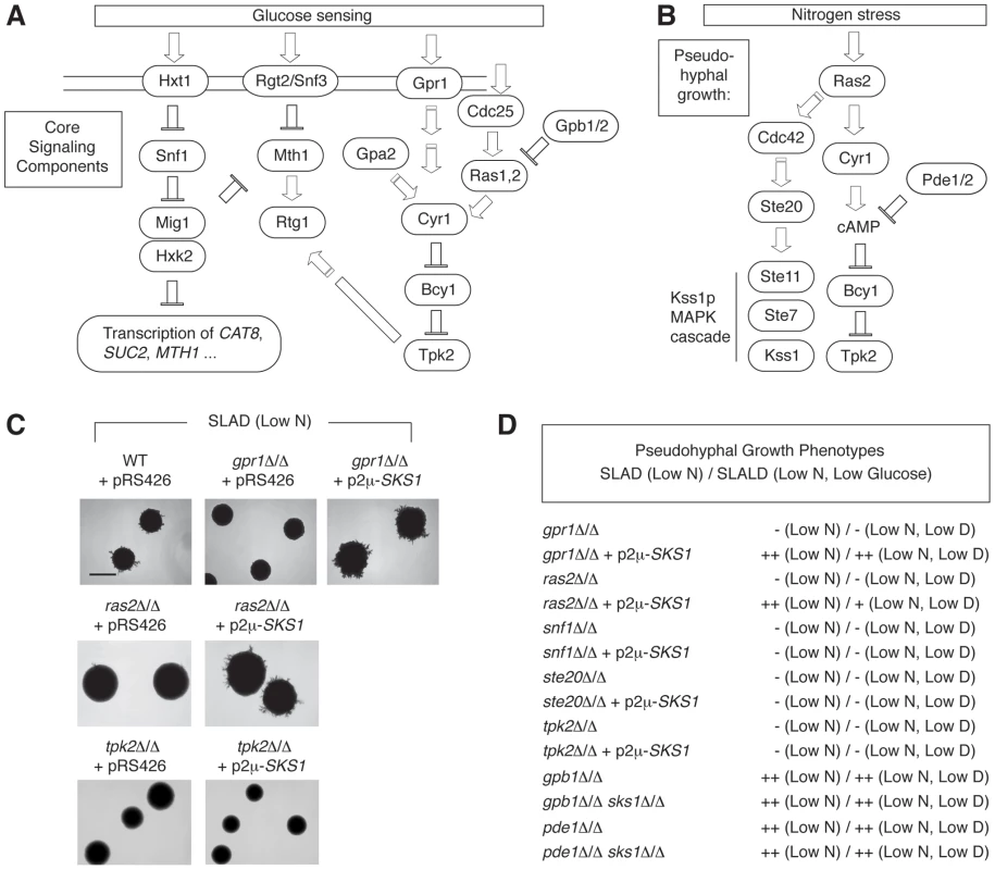 <i>SKS1</i> is epistatic with components of the nutrient-responsive cAMP-dependent/PKA pathway.