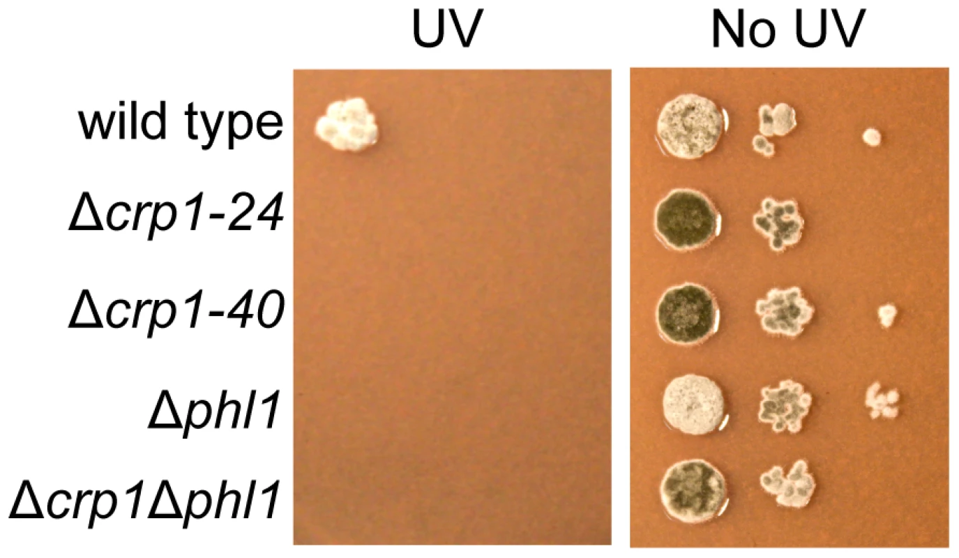 Photoreactivation of <i>CRP1</i>.