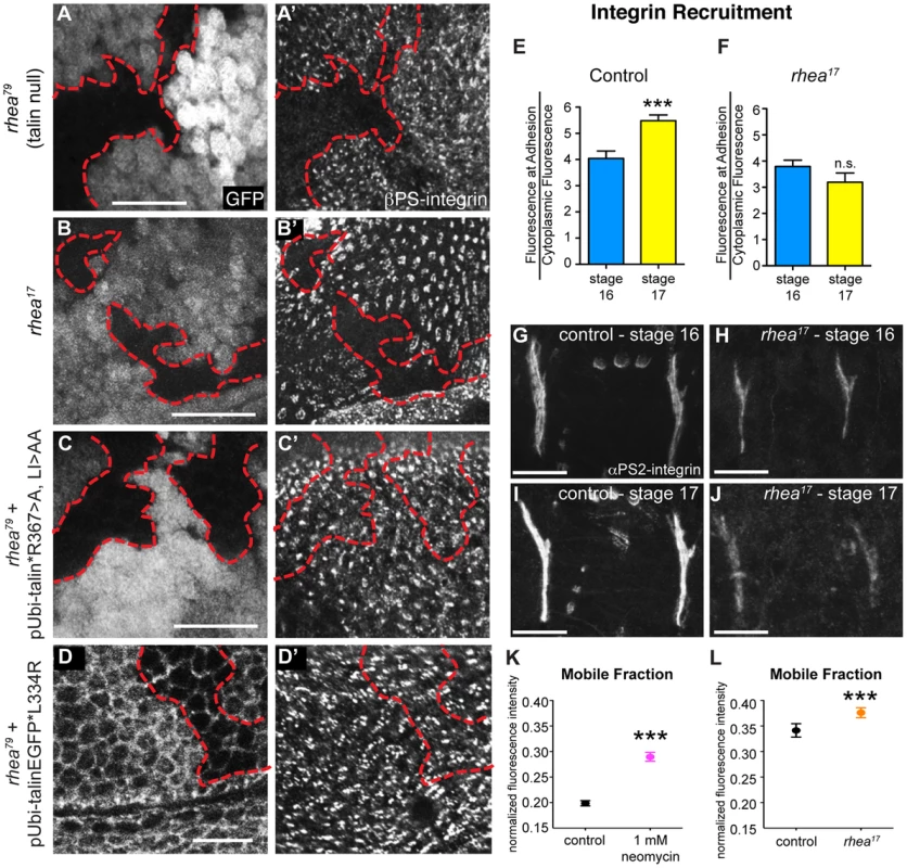 <i>rhea<sup>17</sup></i> disrupts integrin clustering.