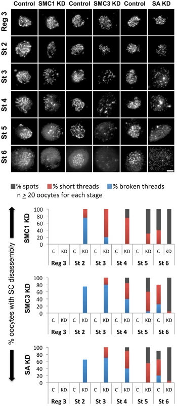 Knockdown of cohesin subunits in mid-prophase causes SC defects.