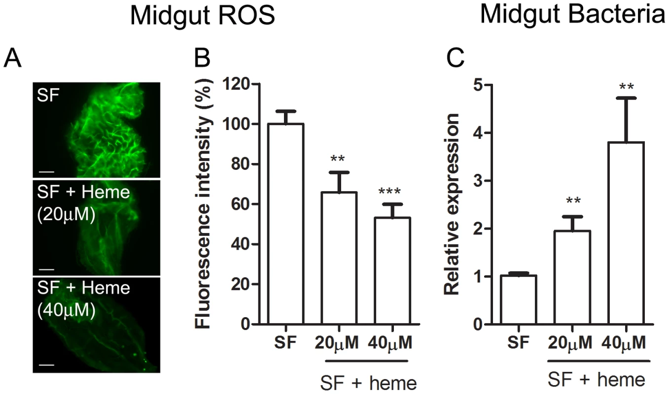 Heme decreases ROS levels in the midgut and allow proliferation of intestinal microbiota.