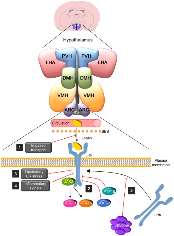 The BBsome regulates hypothalamic leptin resistance.