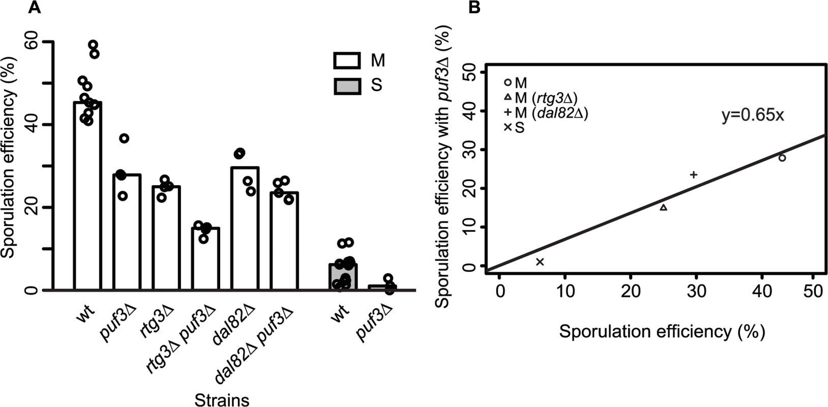Role of <i>PUF3</i> in sporulation efficiency is independent of <i>MKT1(89G)</i>.