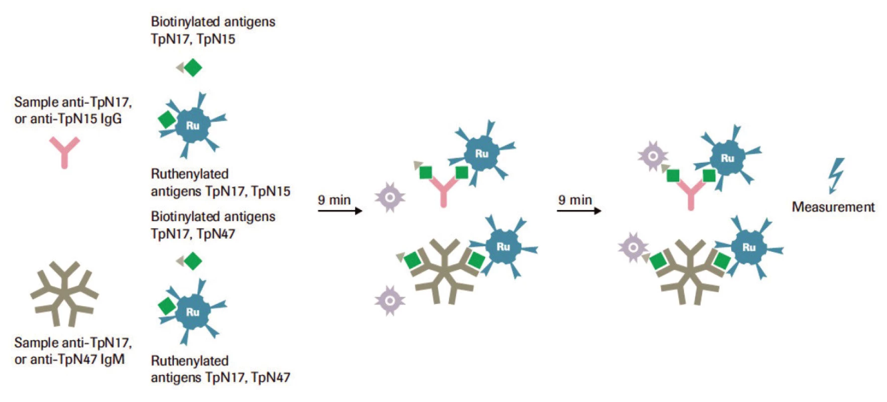 Princip testu Elecsys<sup>®</sup>Syphilis (Roche, 2014)