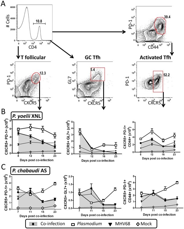 MHV68 and <i>Plasmodium</i> co-infection results in defective splenic T follicular helper (Tfh) response.