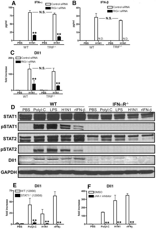 RIG-I- and JAK/STAT-dependent Dll1 induction in BMDMs.