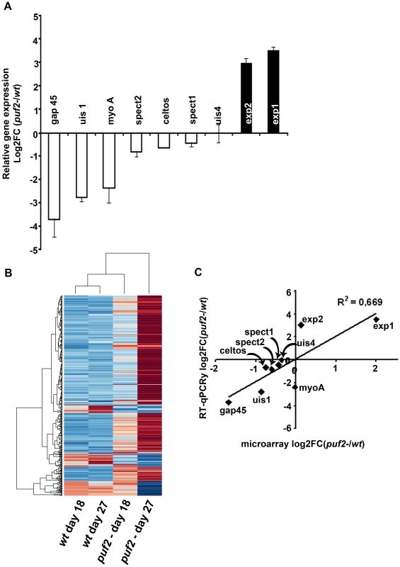 Transcriptional changes in <i>puf2-</i>.
