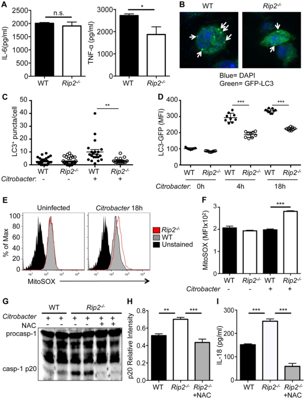 Increased mitochondrial damage in <i>Rip2<sup>−/−</sup></i> cells drives enhanced inflammasome activation.