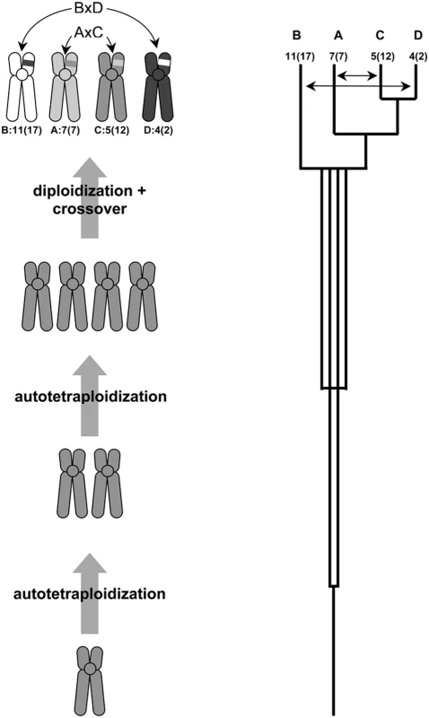Reconstruction of the Hox cluster duplication history.