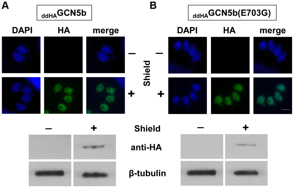 Inducible expression of ectopic <sub>ddHA</sub>GCN5b and <sub>ddHA</sub>GCN5b(E703G) in <i>Toxoplasma</i>.