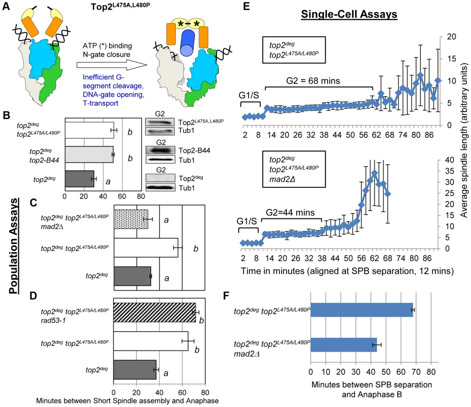 Defective T-Segment Transit may Activate the Mad2-Dependent Checkpoint.