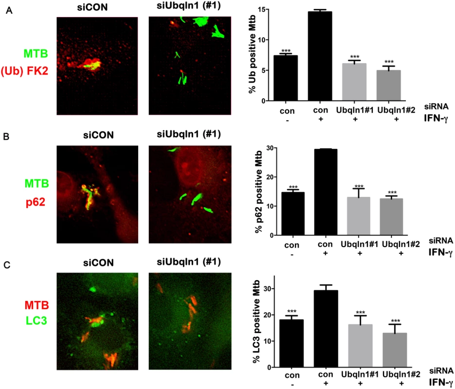 UBQLN1 promotes ubiquitin, p62, and LC3 recruitment to Mtb.