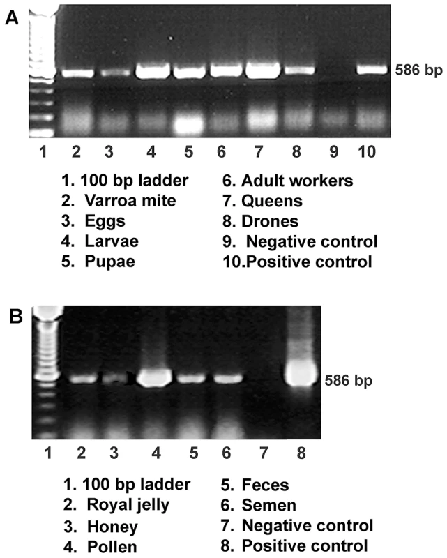 Detection of IAPV infection in a representative honey bee colony.