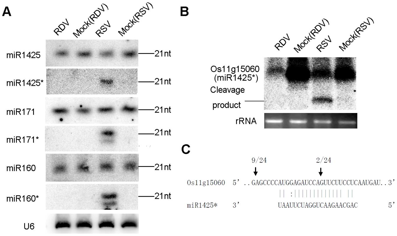 Predominant accumulation of selective miRNA*s in RSV-infected rice.