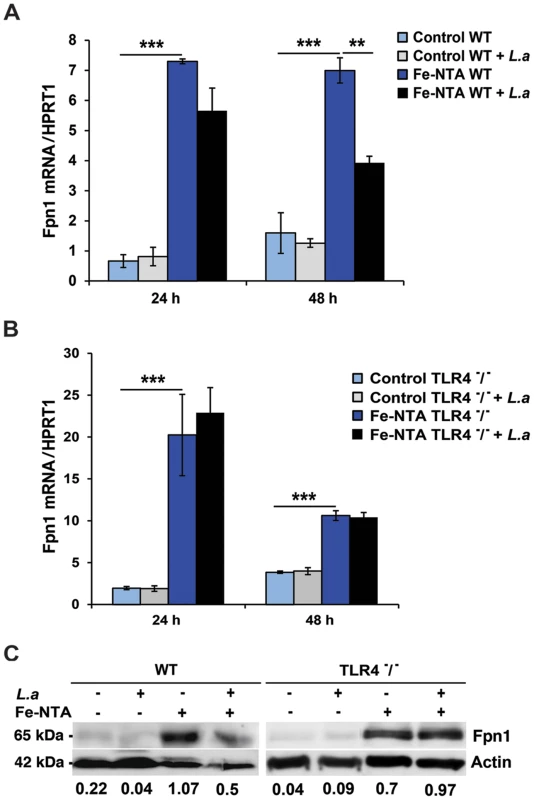 <i>L. amazonensis</i> infection inhibits Fpn1 expression in macrophages in a TLR4 dependent manner.