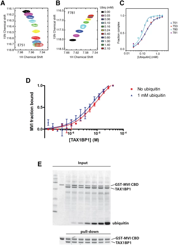 Binding of TAX1BP1 zinc finger domains to ubiquitin and myosin VI.