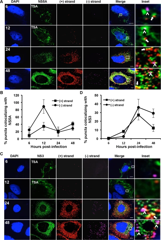 Colocalization of (+) and (−) strand HCV RNAs with NS5A and NS3.