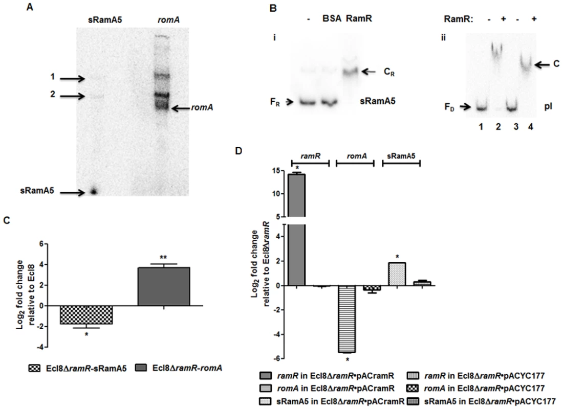 A: Northern blot analysis of sRamA5.