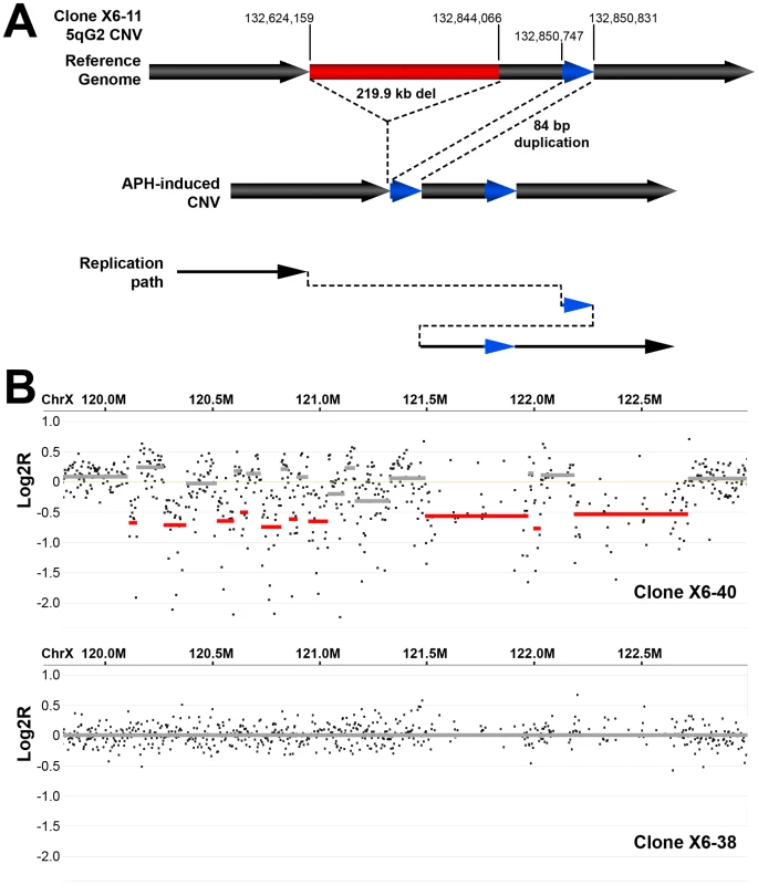 Example of complex APH-induced <i>de novo</i> CNVs in mouse ES cells.