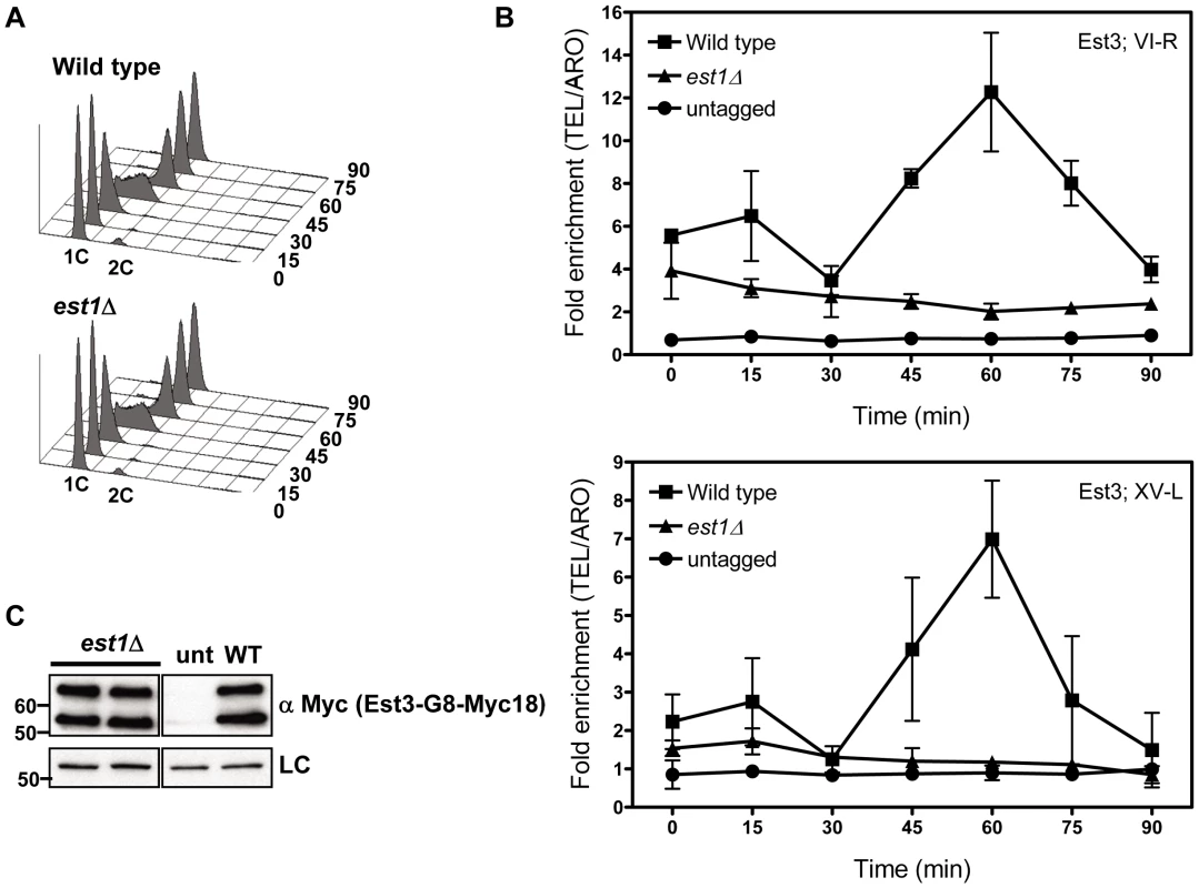 Telomere association of Est3 at late S/G2 phase is reduced in the absence of <i>EST1</i>.