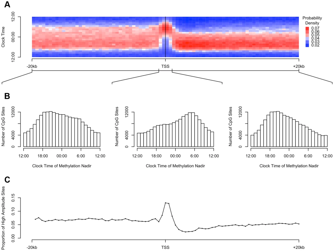 The timing and amplitude of DNA methylation at sites near transcription start sites is distinct from other DNA methylation sites.