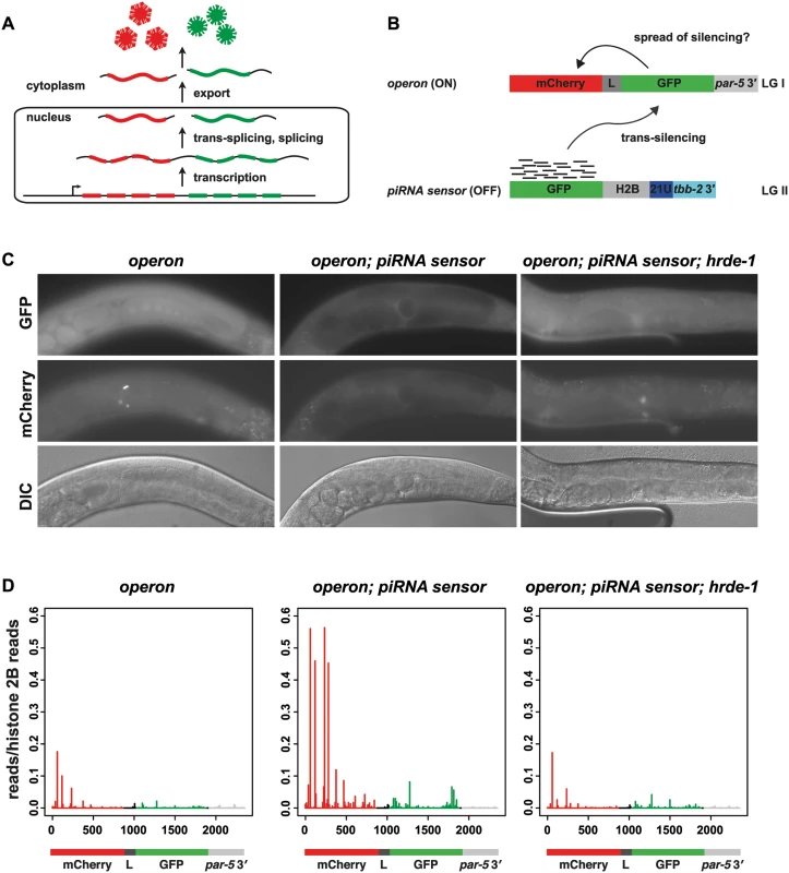 Nuclear RNAi is necessary to initiate synthesis of tertiary siRNAs.