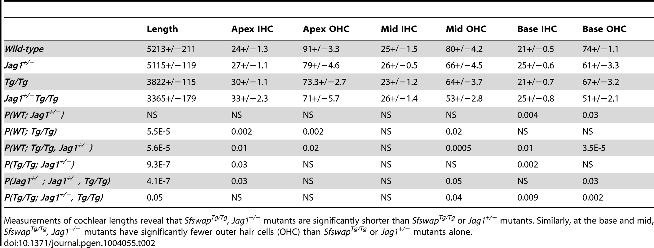 <i>Sfswap<sup>Tg/Tg</sup>, Jag1<sup>+/−</sup></i> mutants have enhanced phenotypes in the cochlea.