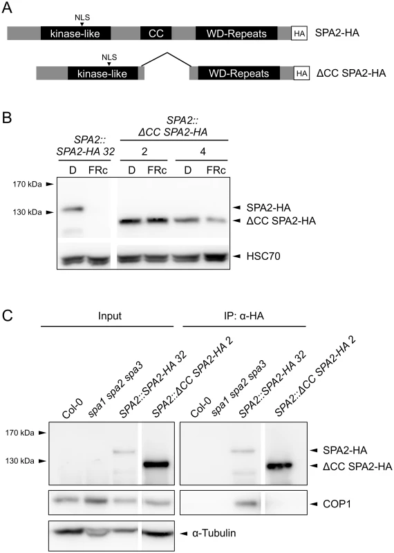 The coiled-coil domain of SPA2 is required for the interaction of SPA2 with COP1 and for SPA2 degradation in the light.