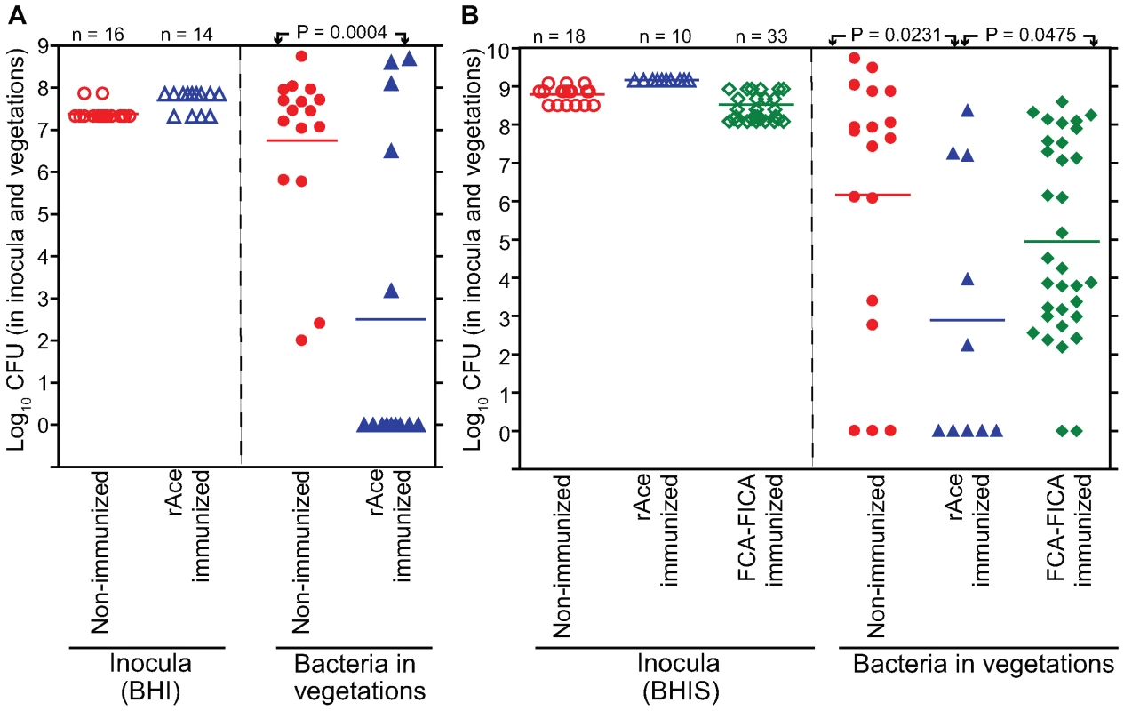 rAce active-immunization in rat endocarditis model.