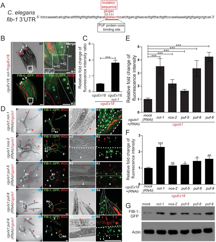NCL-1 cooperates with PUF and NANOS to modulate FIB-1 expression.