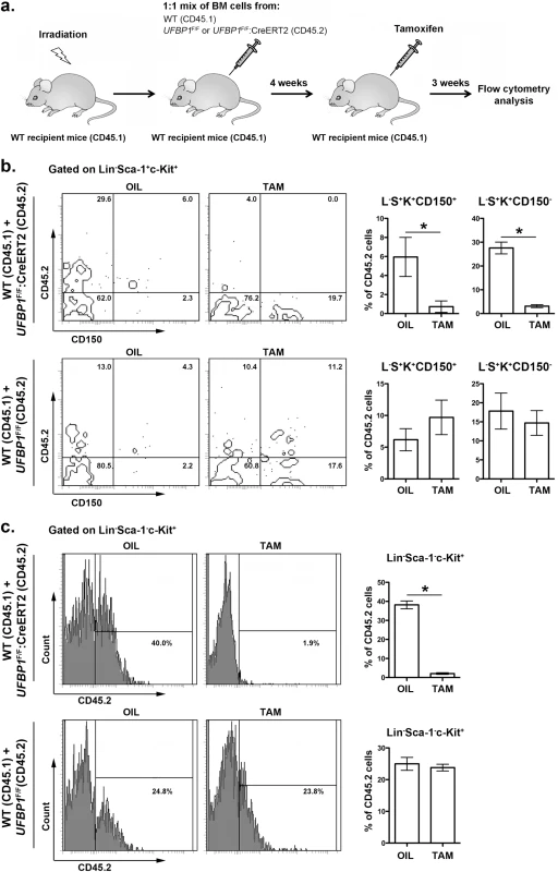 UFBP1 is essential for HSC function.