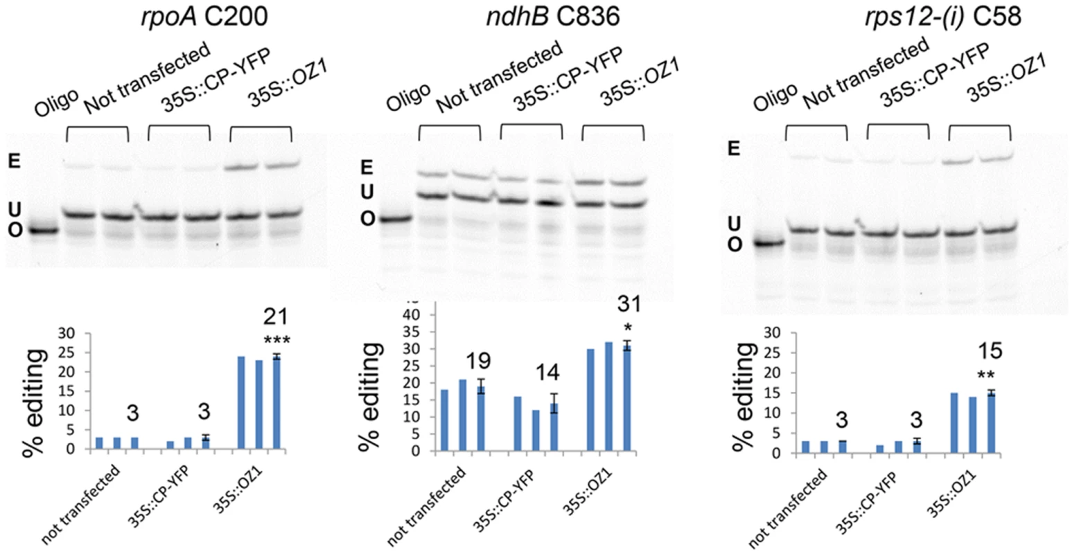 Transient expression of <i>OZ1</i> under a 35S promoter in <i>oz1–1</i> mutant protoplasts complements the editing defects.