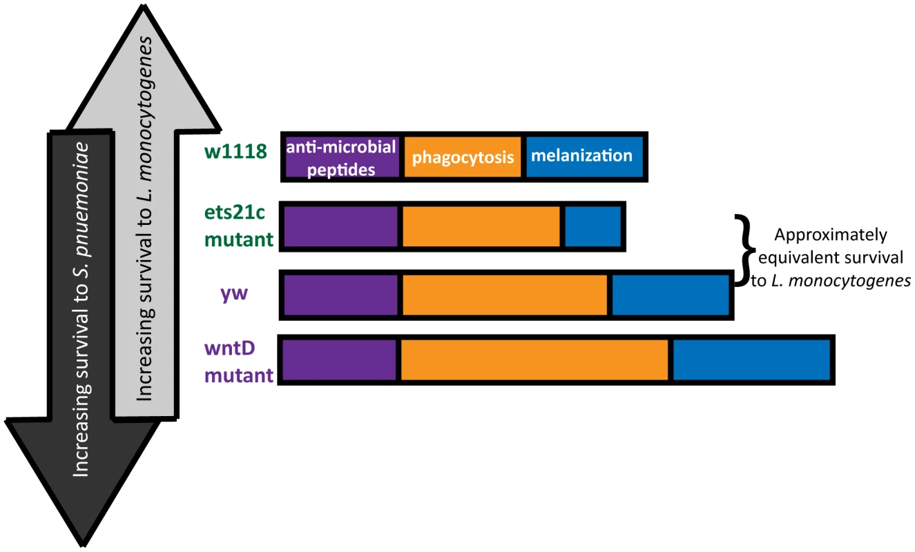 Building an immune response for antagonistic purposes.