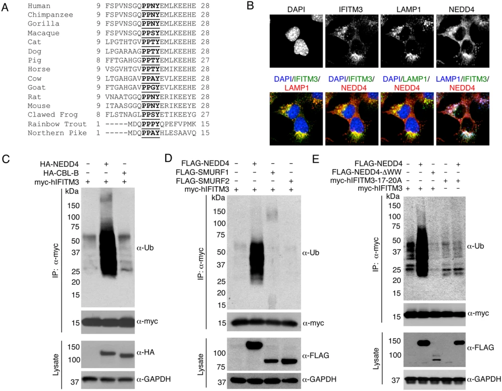 IFITM3 is ubiquitinated by NEDD4.