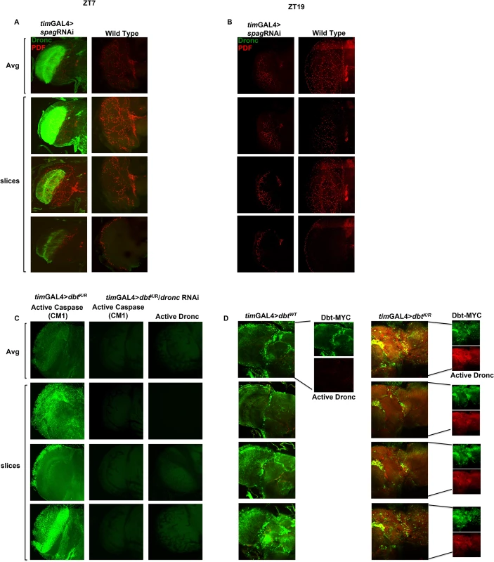 <i>Spag</i> knock-down or reduction in Dbt activity in clock cells induces activated caspase expression.
