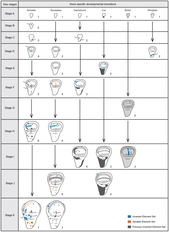 Staging scheme – the developmental transitions for each gene product arranged according to disc stage.