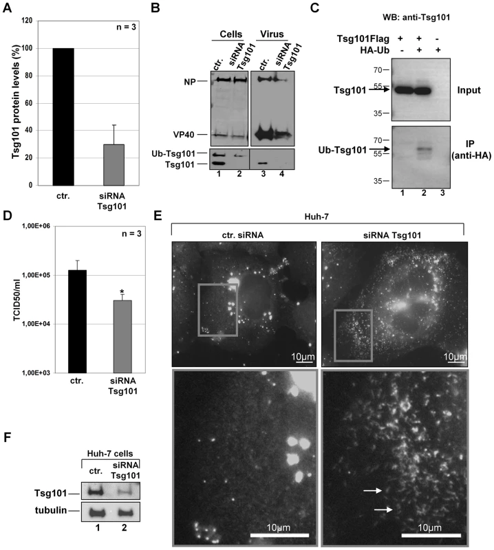Tsg101 knockdown in MARV-infected cells results in reduced particle release.