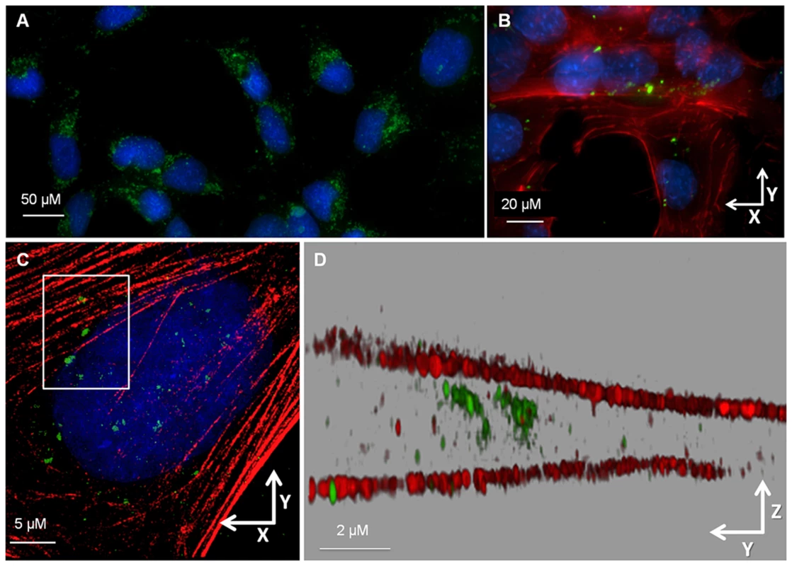 Liver fluke granulin internalized by H69 cholangiocytes.