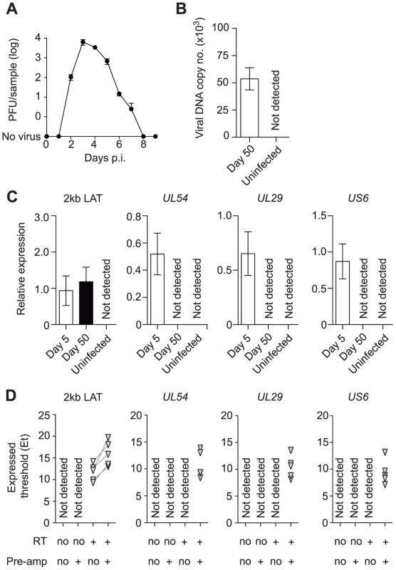 Infected DRG fulfill classical definitions of HSV latency.
