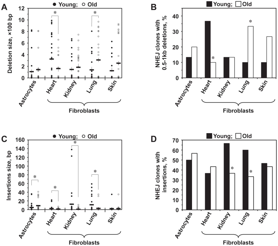 Analysis of deletions and insertions at NHEJ junctions in cells from young and old mice.