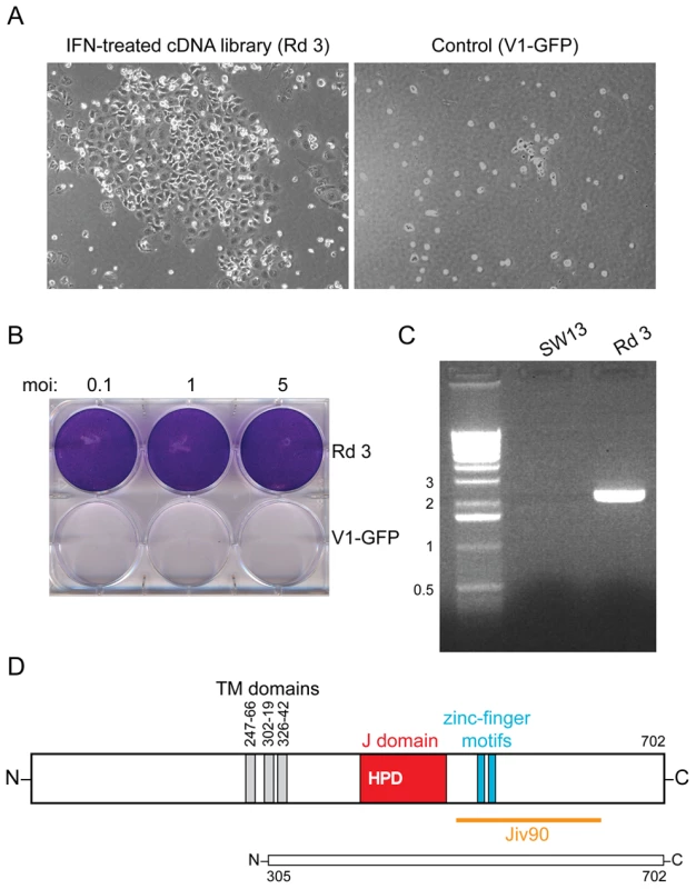 DNAJC14 confers resistance to YFV-induced cell death.