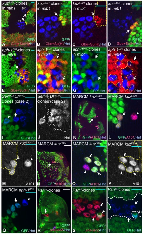 The range of the Notch signal. Clonal analysis of several neurgenic mutants.