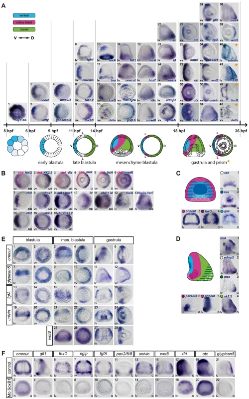 Gene expression profiles of transcription factors and signaling molecules analyzed in this study.