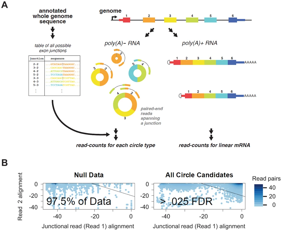 Bioinformatic and statistical method for detecting circular isoforms.