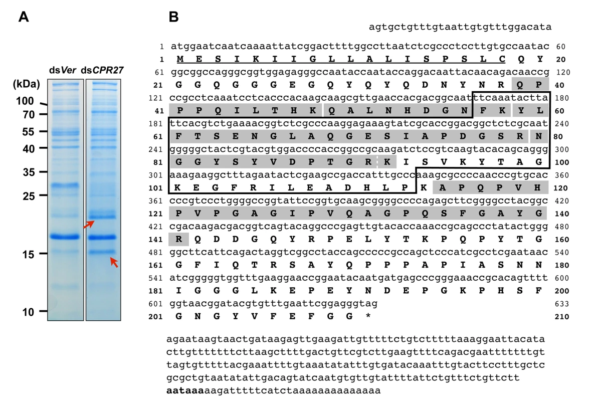 Identification of TcCPR4 protein in elytral cuticle of TcCPR27-deficient adult <i>T</i>. <i>castaneum</i>.
