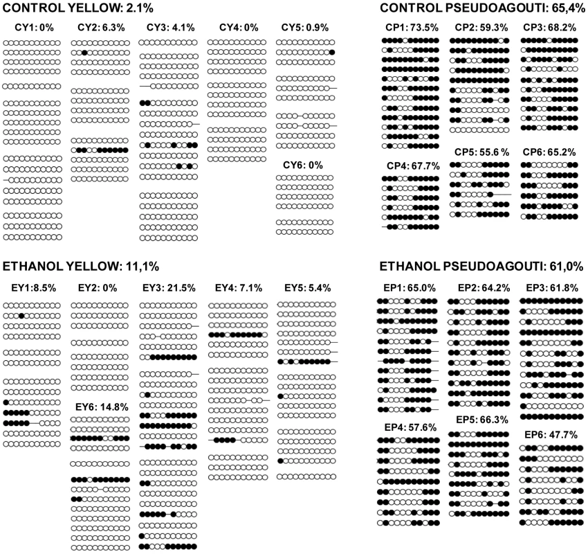 <i>A<sup>vy</sup></i> methylation in control offspring and offspring exposed to ethanol <i>in utero</i>.